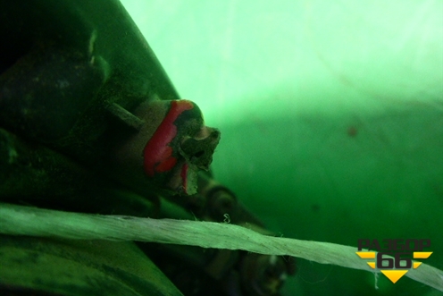 Фара правая (линзованная) (921021Y300) для Kia Picanto с 2011-2017г (Пиканто 2)