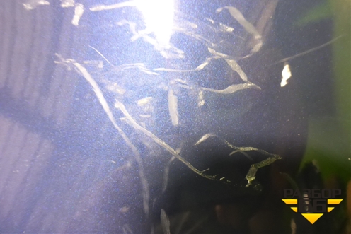 Бампер задний (до 2018г под парктроник) (86611D7000) для Hyundai Tucson с 2015-2022г (Туксон)